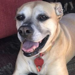 The Tick Patrol Aluminum Tick Remover Tool -Pet Wellness 983150 PT4. AC SS1800 V1699634777